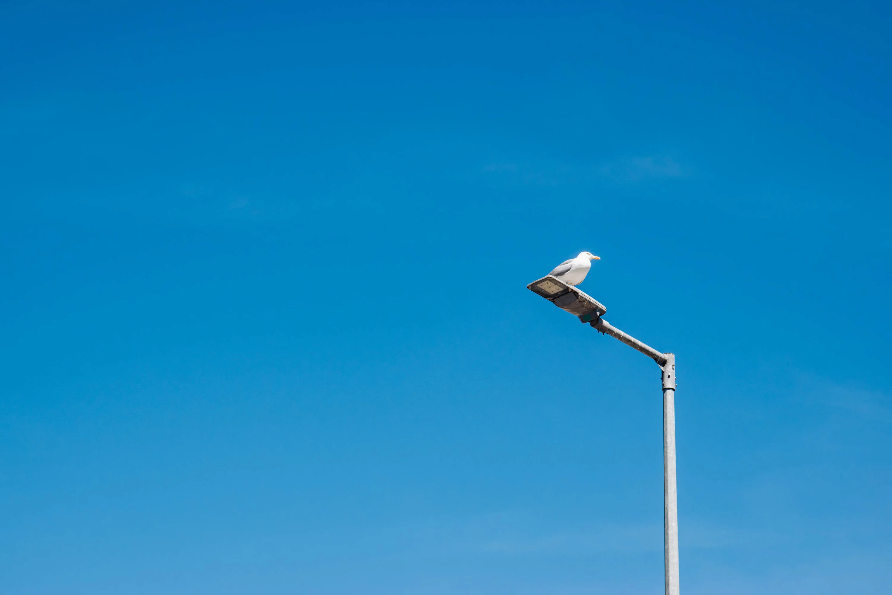 A seagull sitting on a lamp post